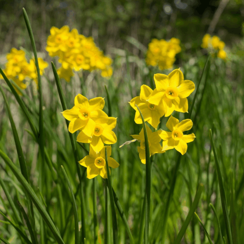 Narcissus - Narzissenzwiebeln