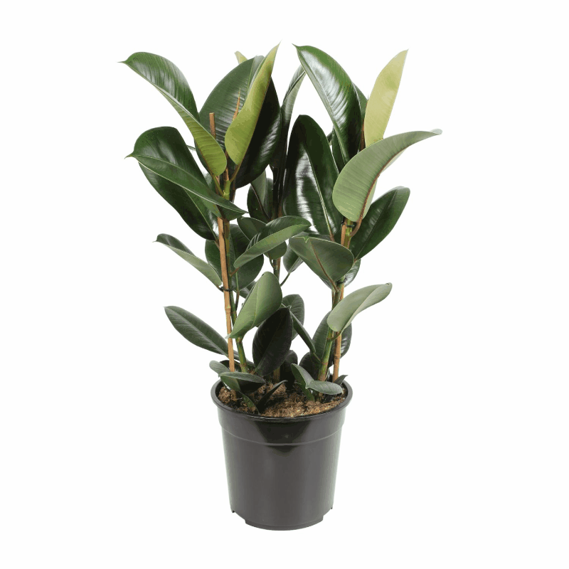 Ficus elastica - Gummibaum