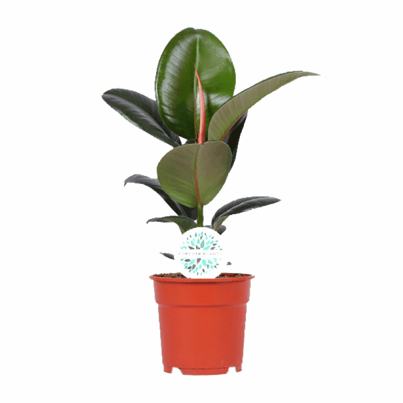 Ficus elastica - Gummibaum