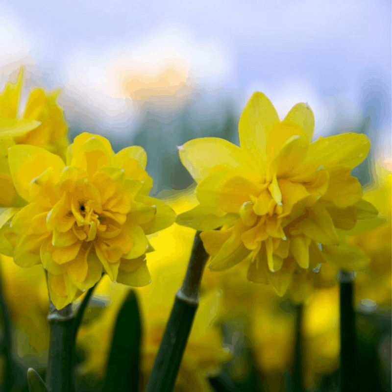 Narcissus - Narzissenzwiebeln