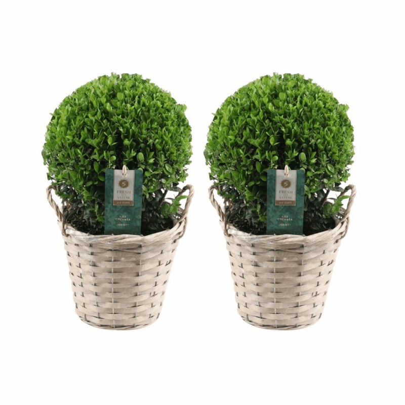 Ilex crenata - Japanische Stechpalme