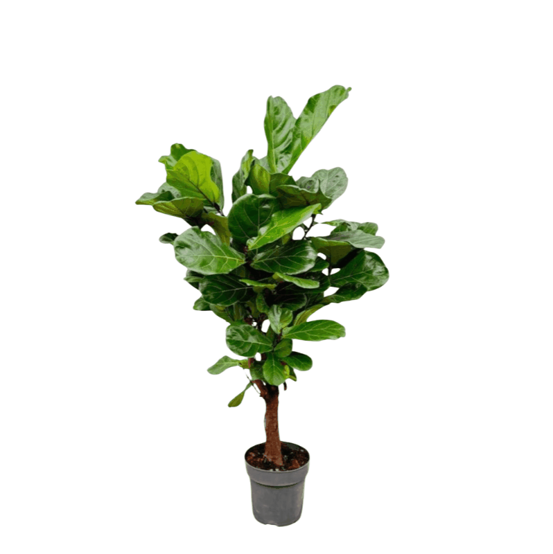 Ficus lyrata - Geigenfeige