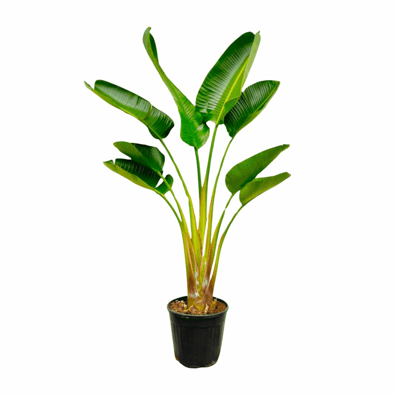 Strelitzia augusta (alba) - Weiẞe Strelitzie