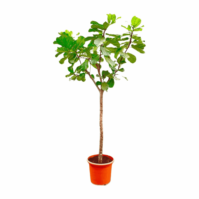 Ficus lyrata - Geigenfeige