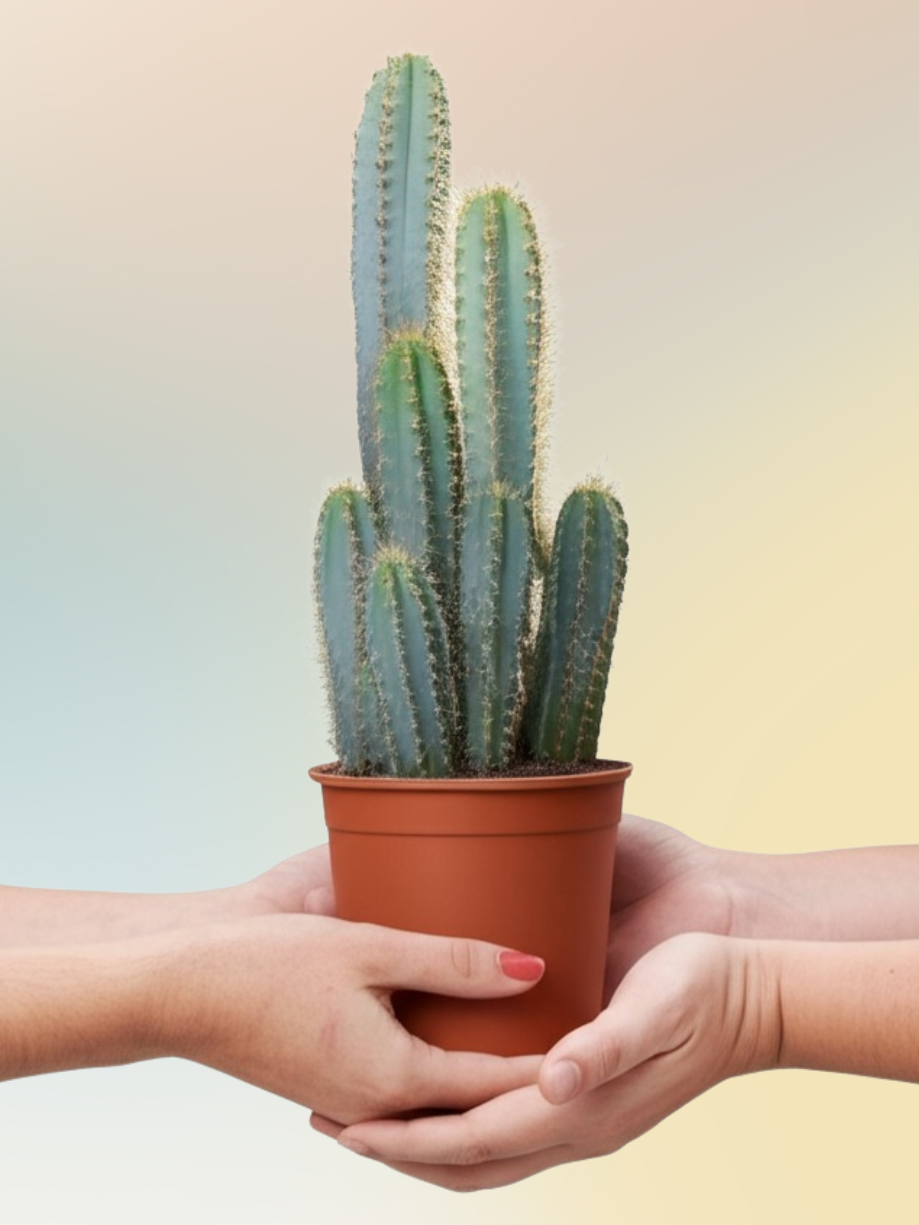Pilosocereus azureus - Blauer Säulenkaktus