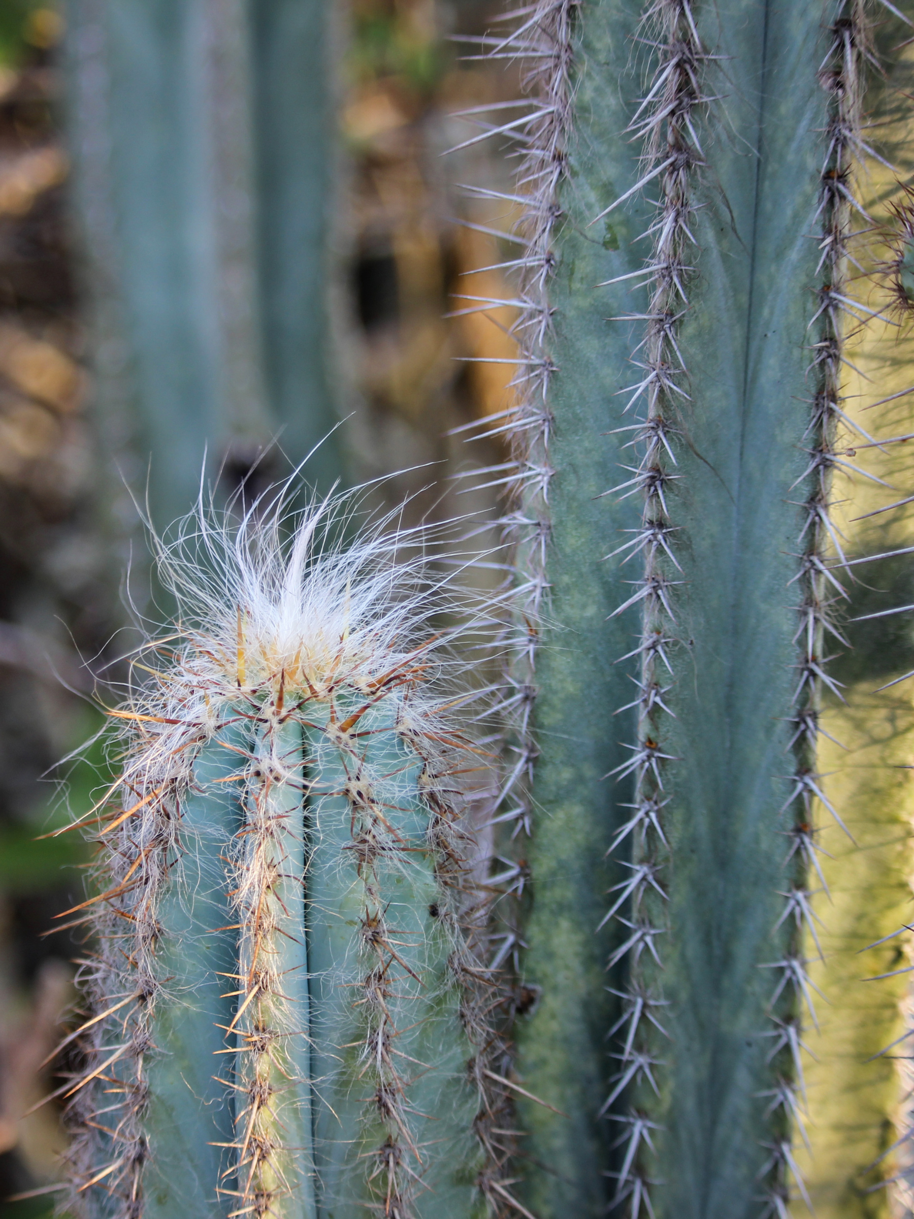 Pilosocereus azureus - Blauer Säulenkaktus