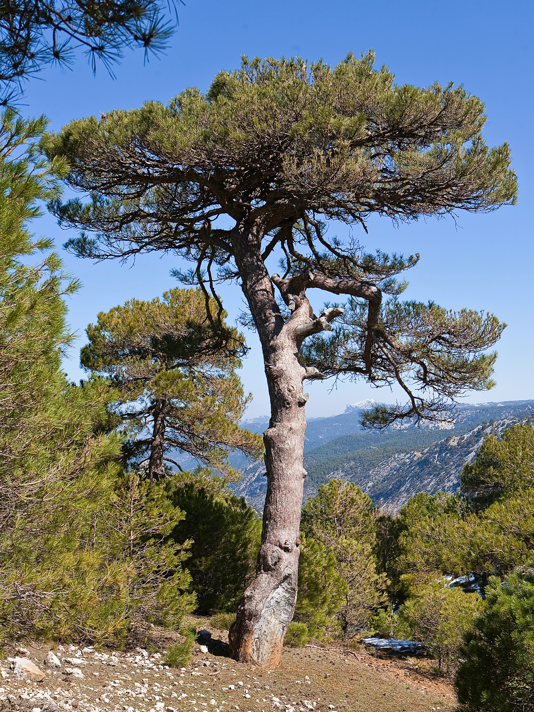 Pinus halepensis - Aleppo-Kiefer