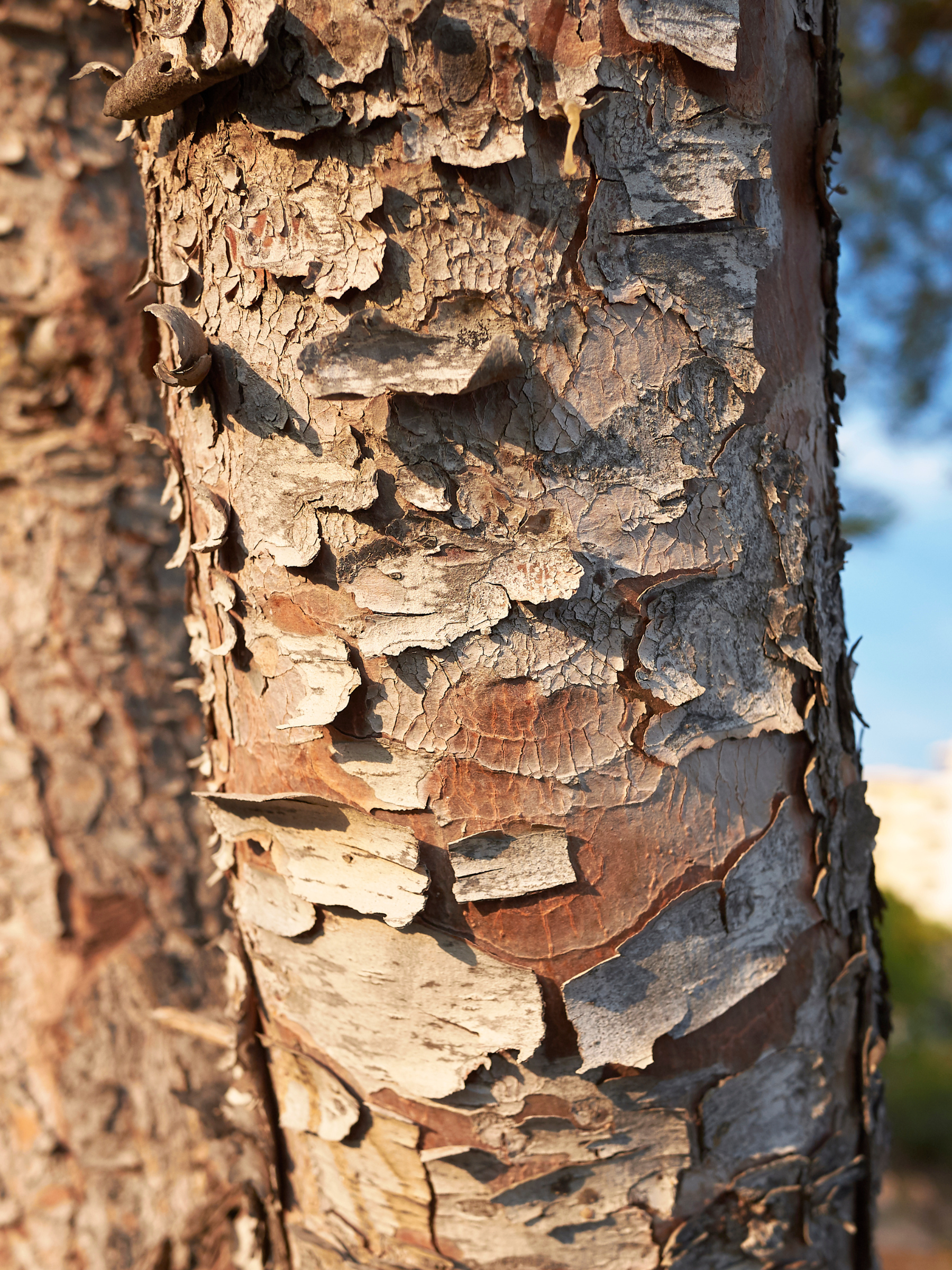 Pinus halepensis - Aleppo-Kiefer