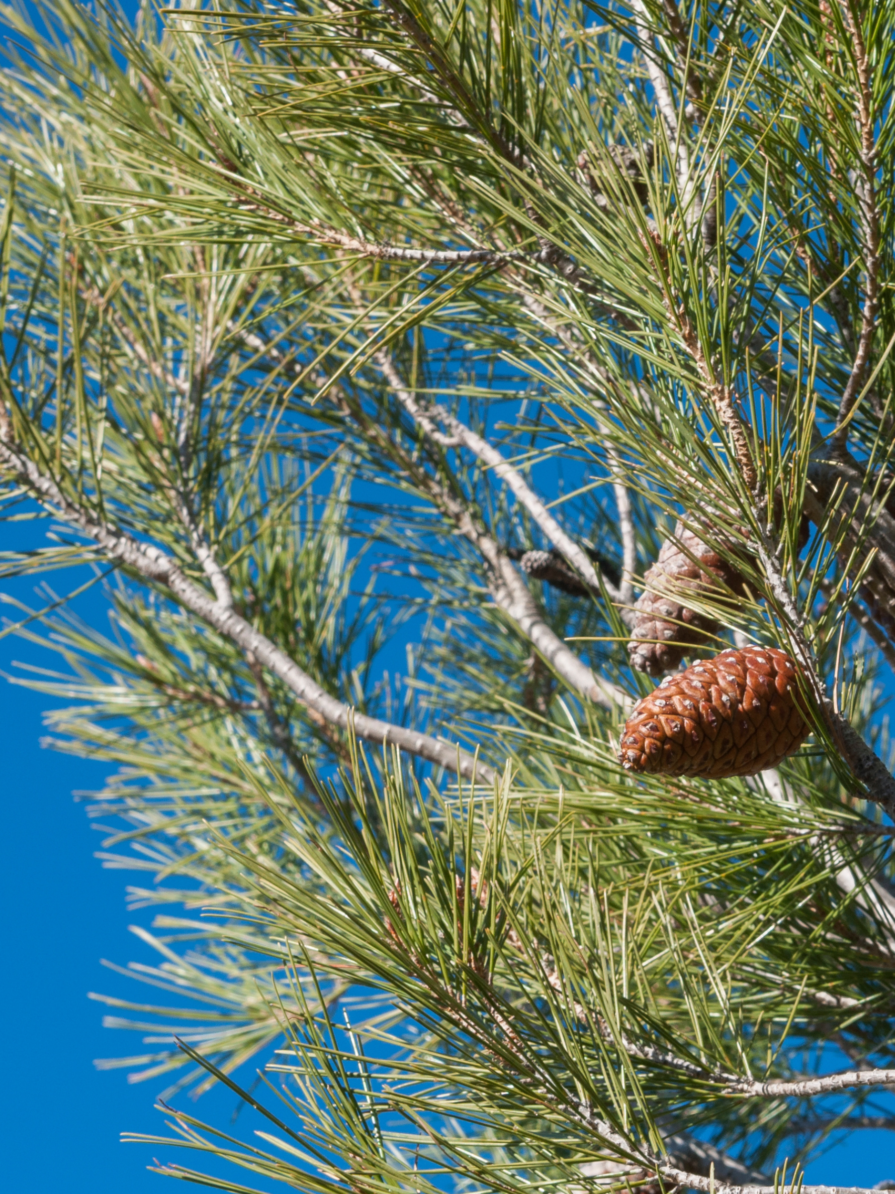 Pinus halepensis - Aleppo-Kiefer