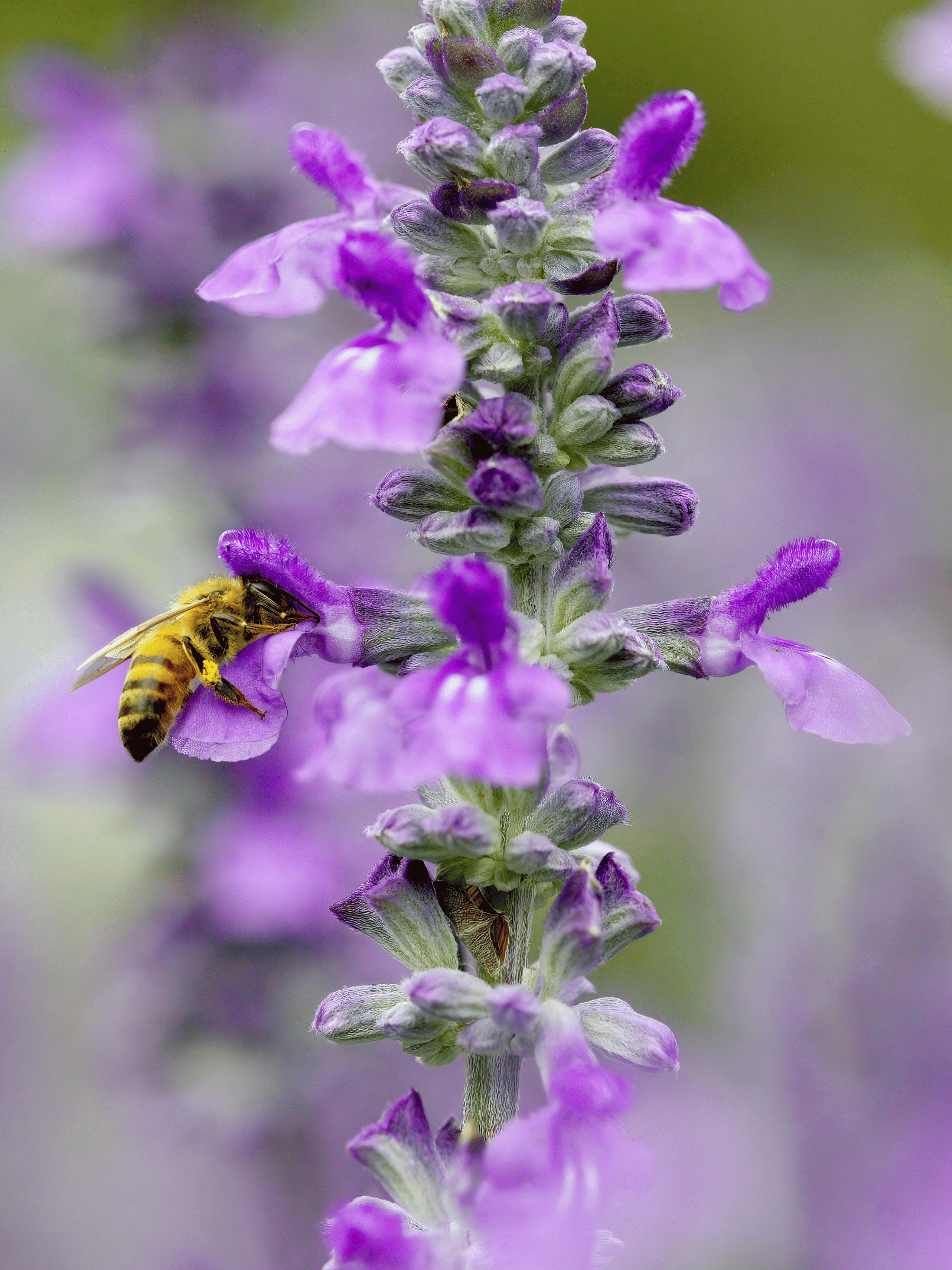 Salvia officinalis - Echter Salbei
