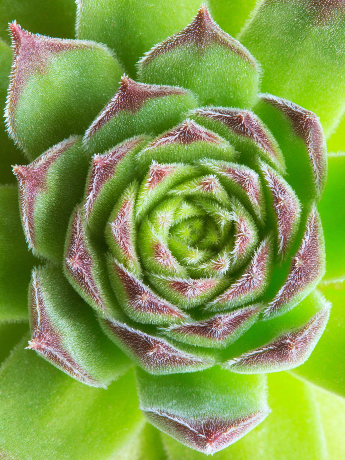 Sempervivum - Winterharte Bodendecker