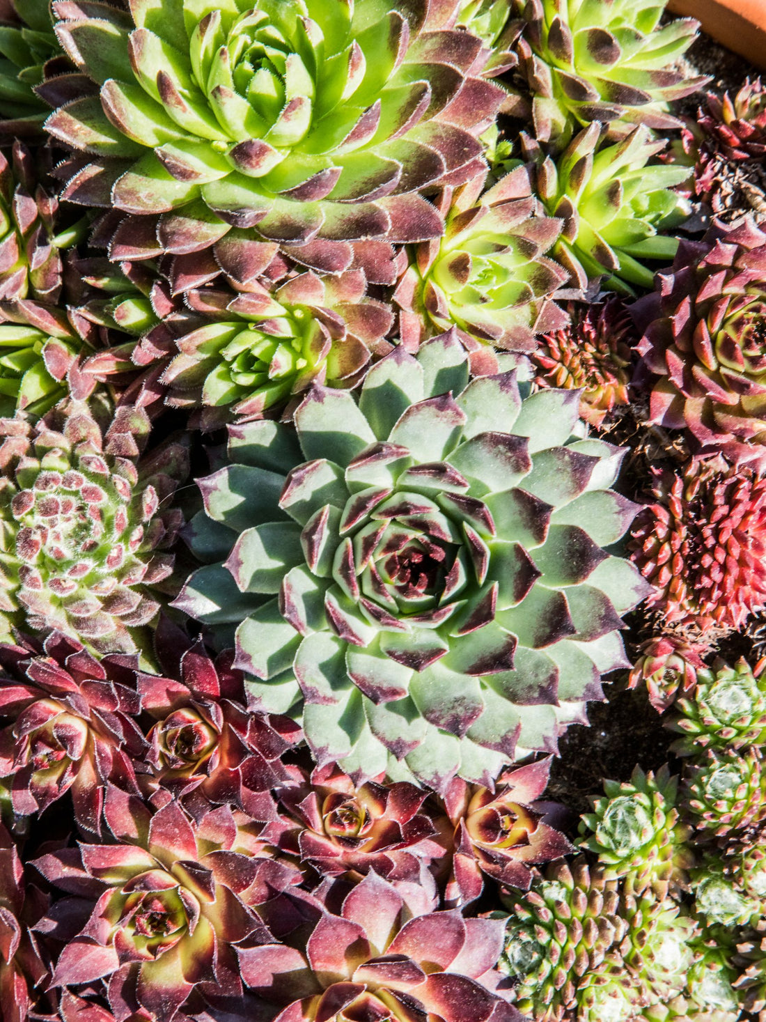 Sempervivum - Winterharte Bodendecker