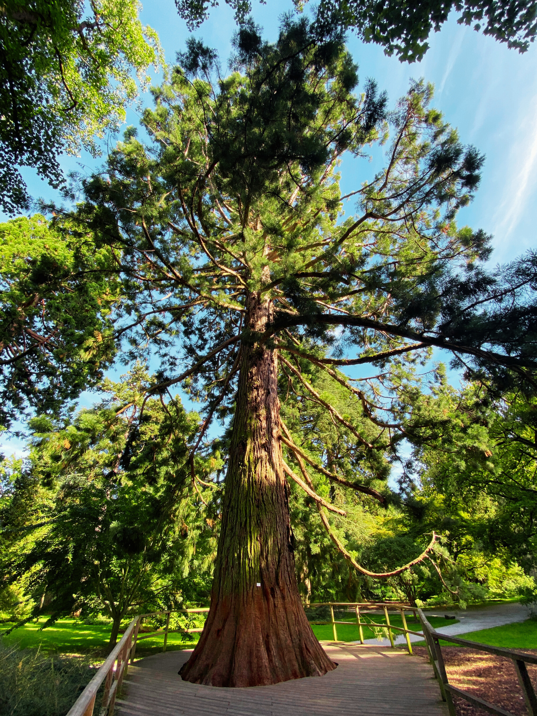 Sequoiadendron giganteum - Küstenmammutbaum