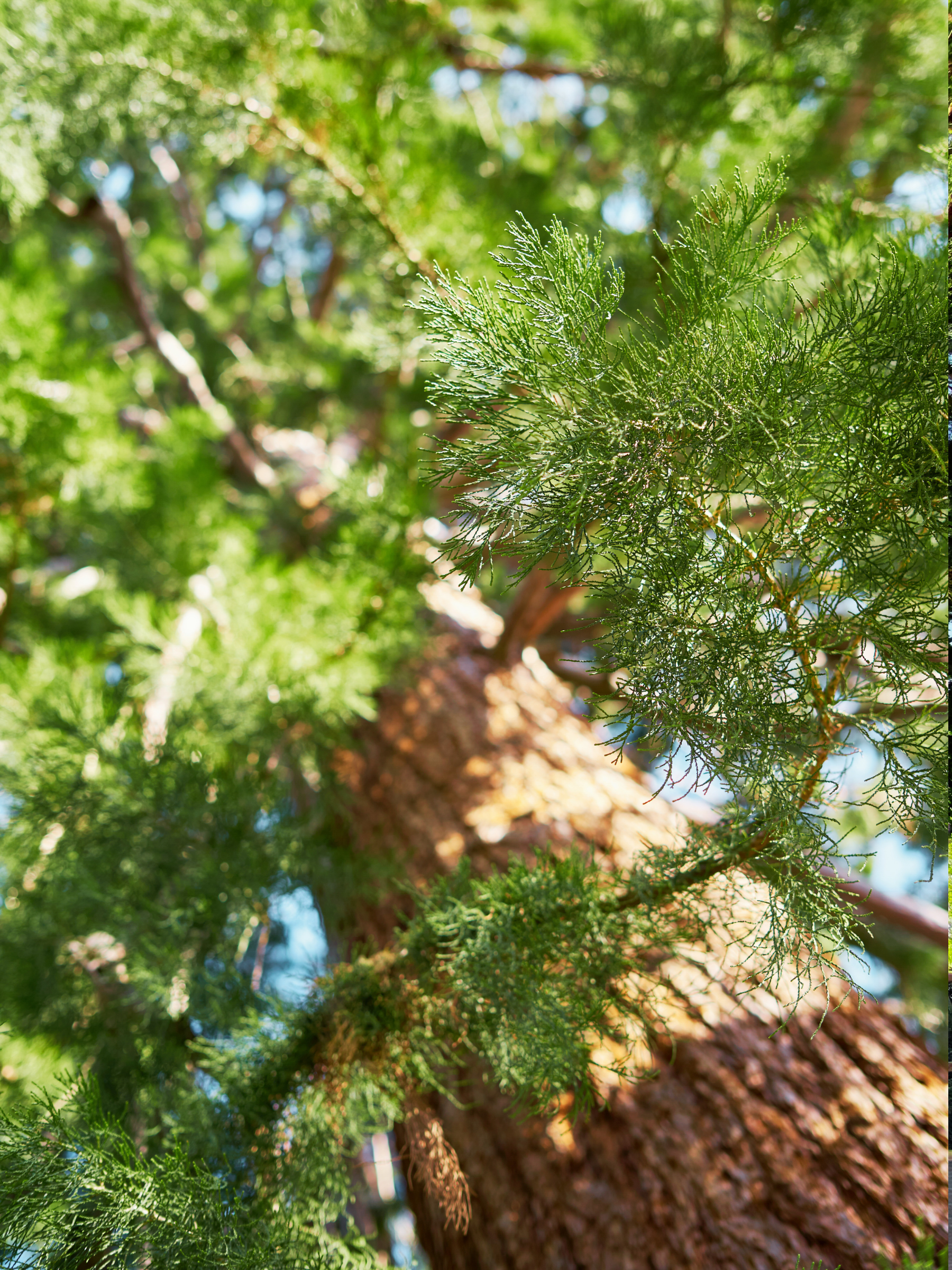 Sequoiadendron giganteum - Küstenmammutbaum