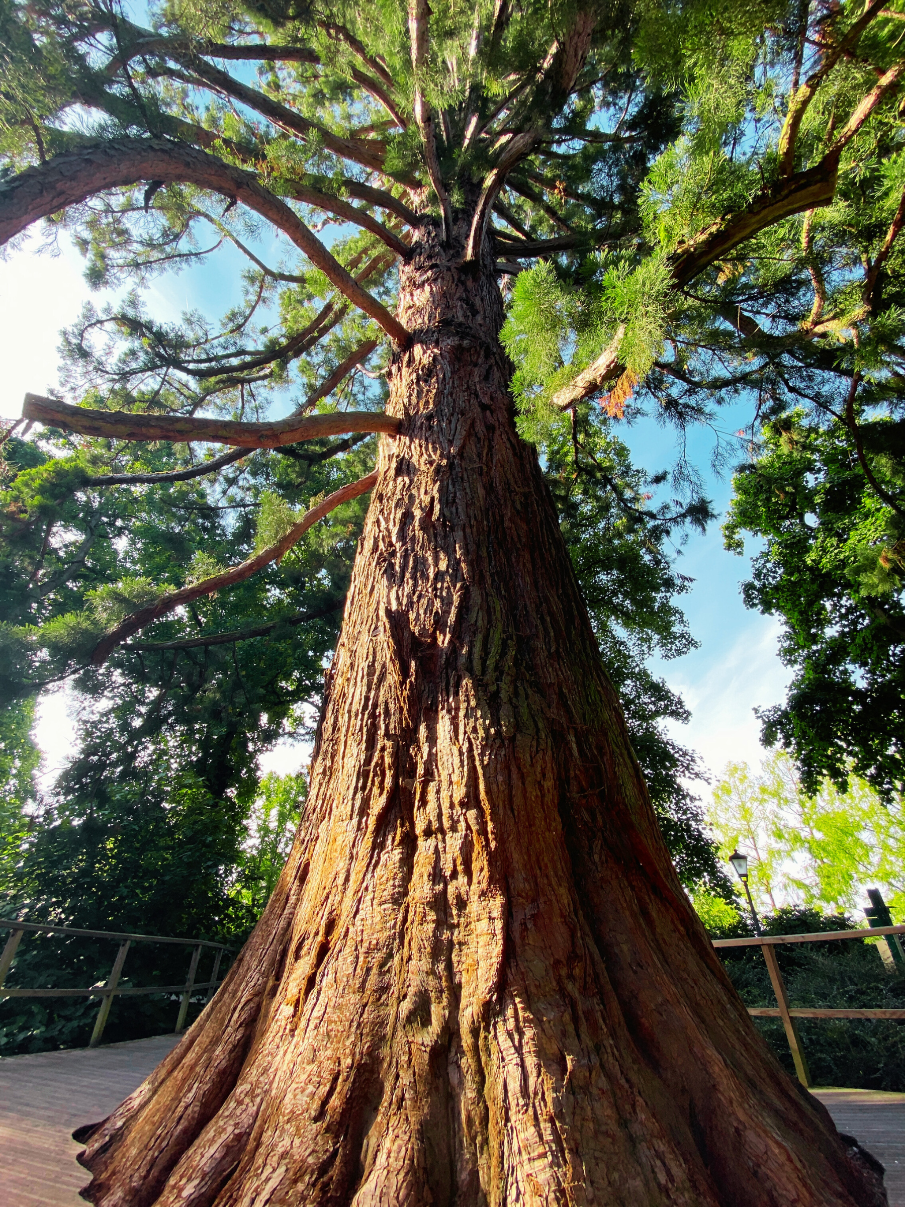 Sequoiadendron giganteum - Küstenmammutbaum