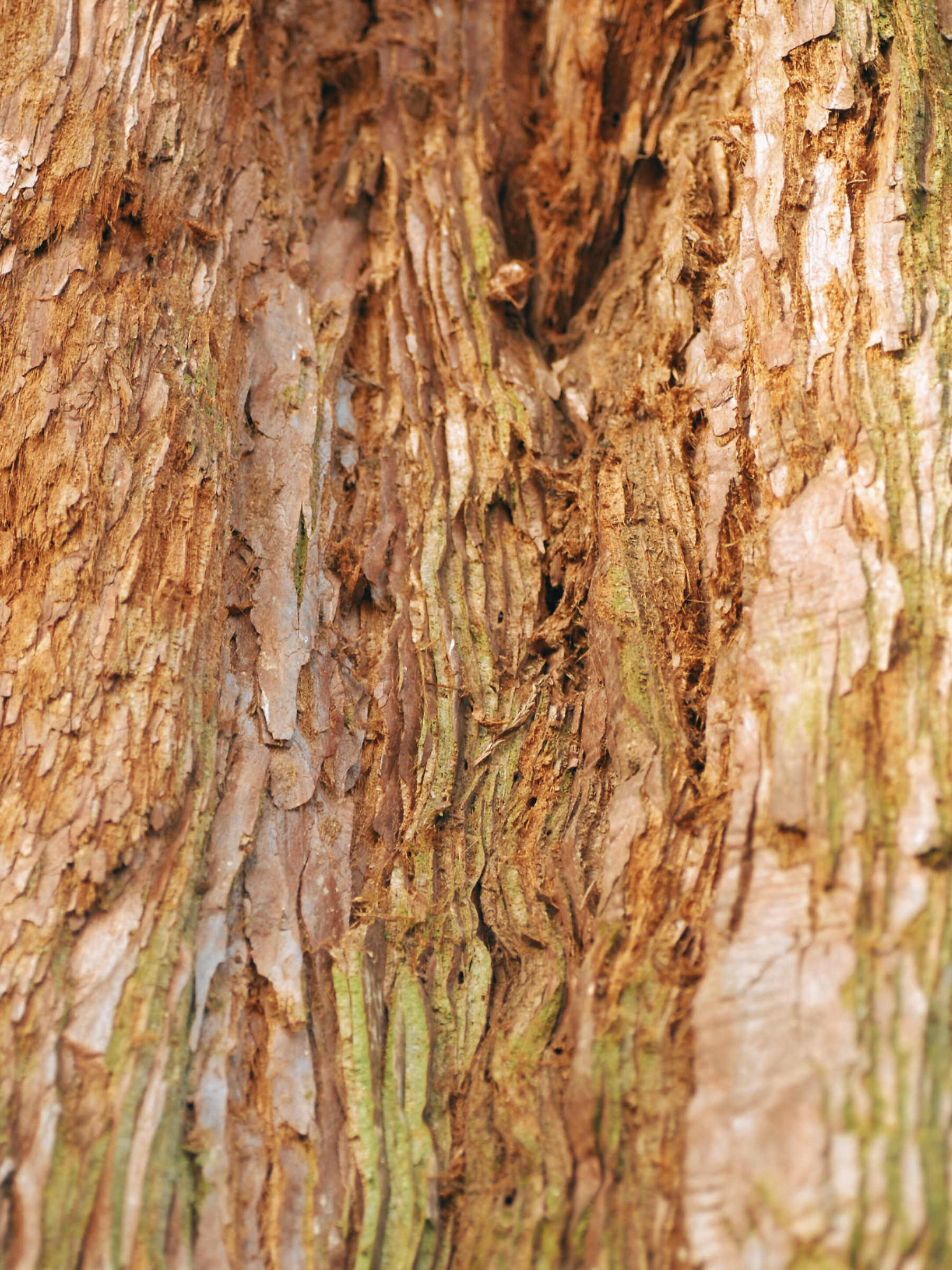 Sequoiadendron giganteum - Küstenmammutbaum