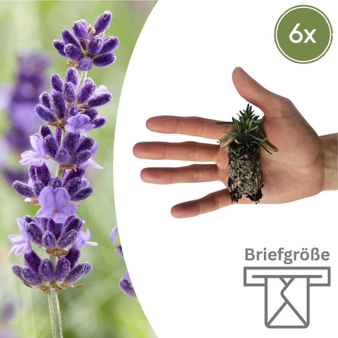 Lavandula - Verschiedene Sorten winterharter Lavendel