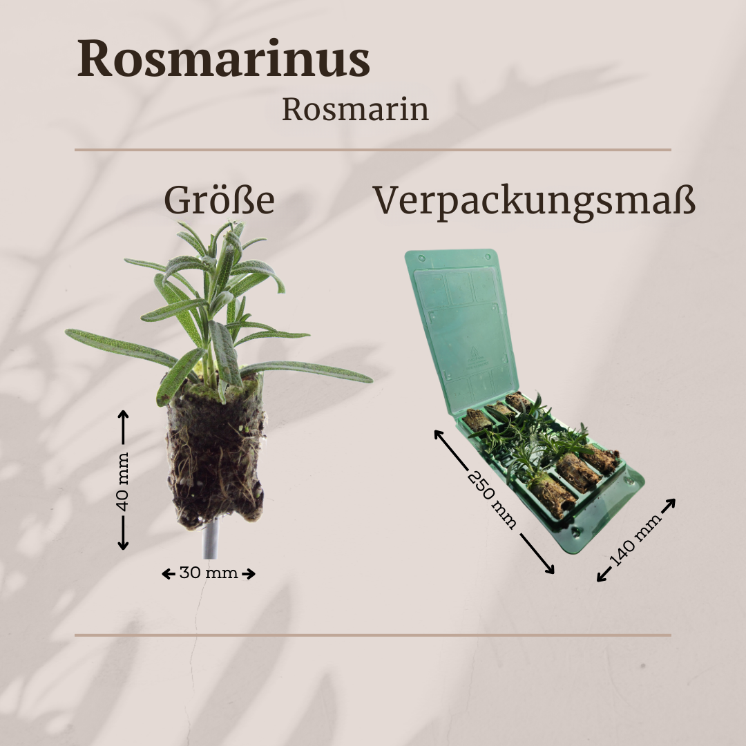 Rosmarinus - Verschiedene Sorten winterharter Rosmarin
