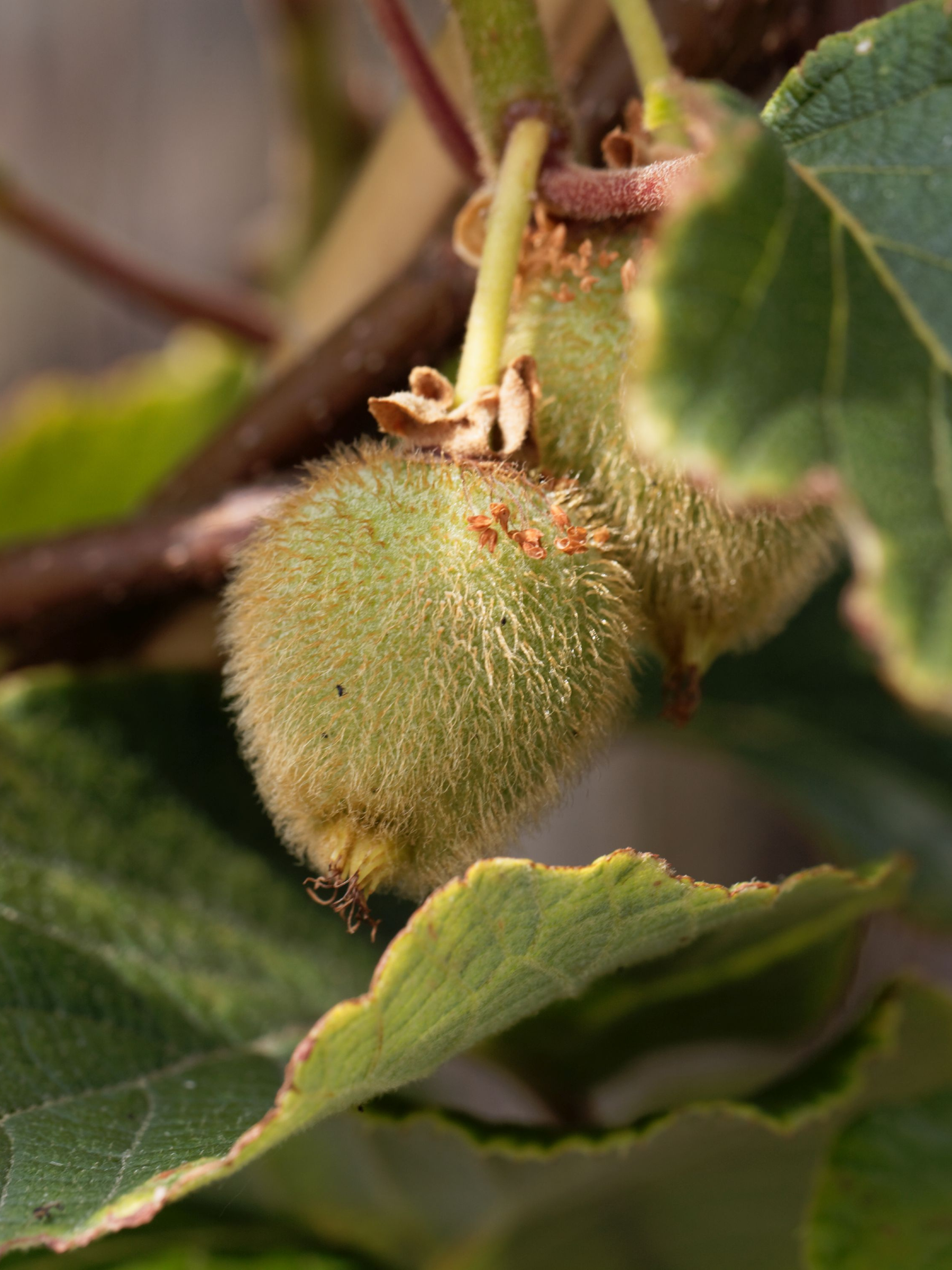Actinidia deliciosa - Verschiedene Sorten Kiwipflanzen aus Freilandzucht