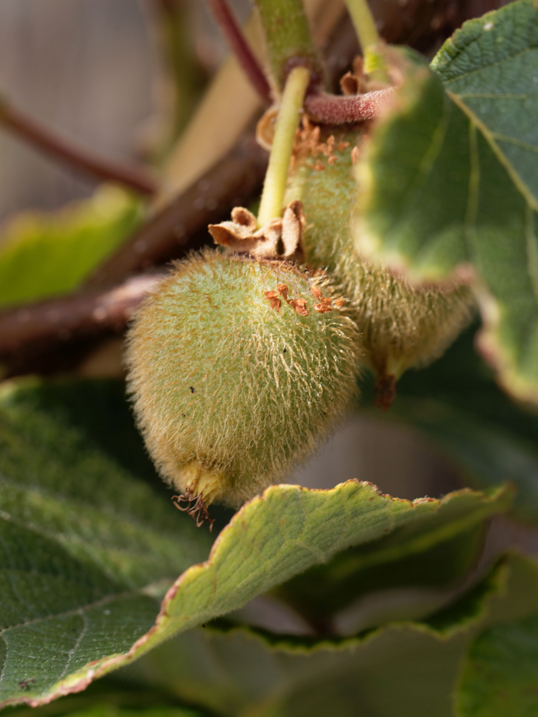 Actinidia deliciosa - Männl. &amp; weibl. Kiwipflanzen