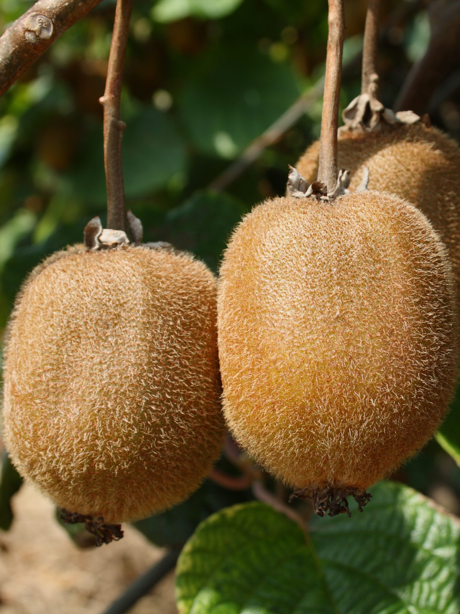 Actinidia deliciosa - Verschiedene Sorten Kiwipflanzen aus Freilandzucht