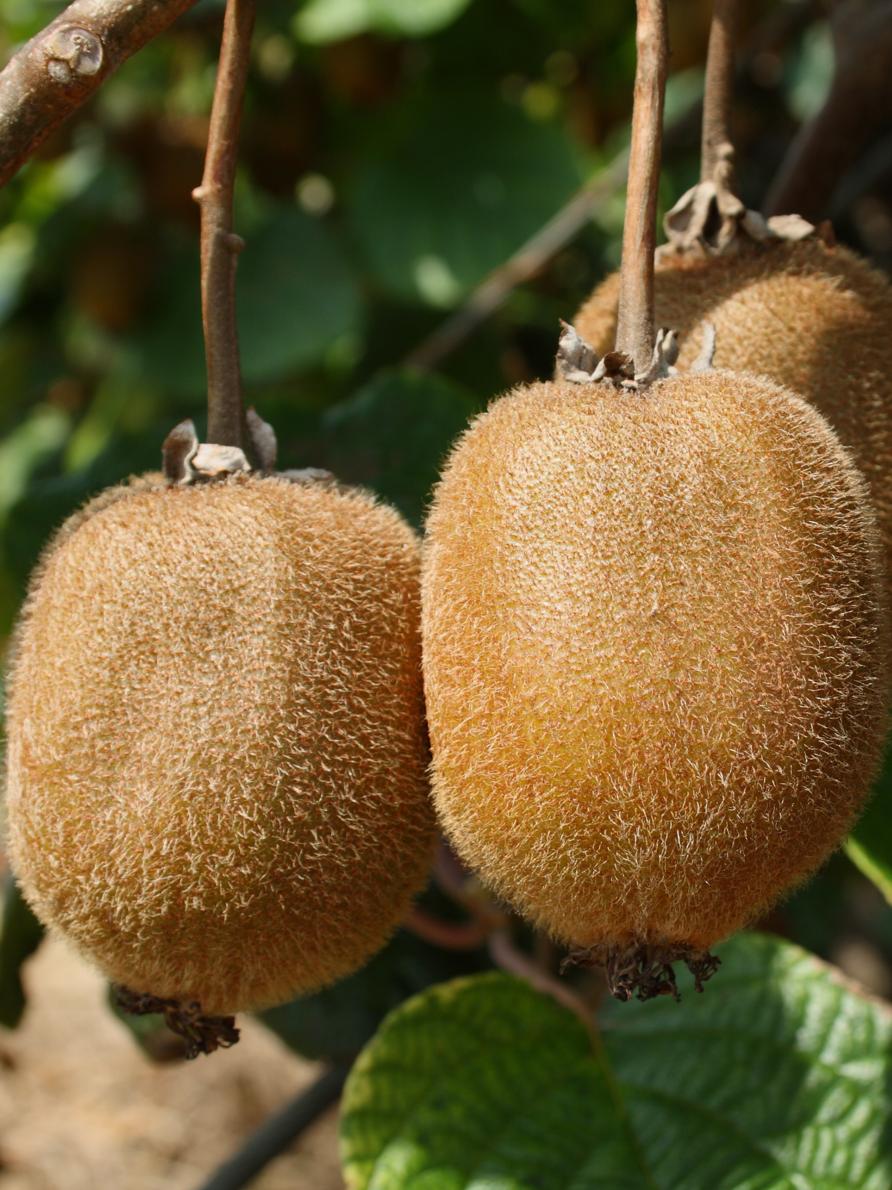 Actinidia deliciosa - Männl. &amp; weibl. Kiwipflanzen