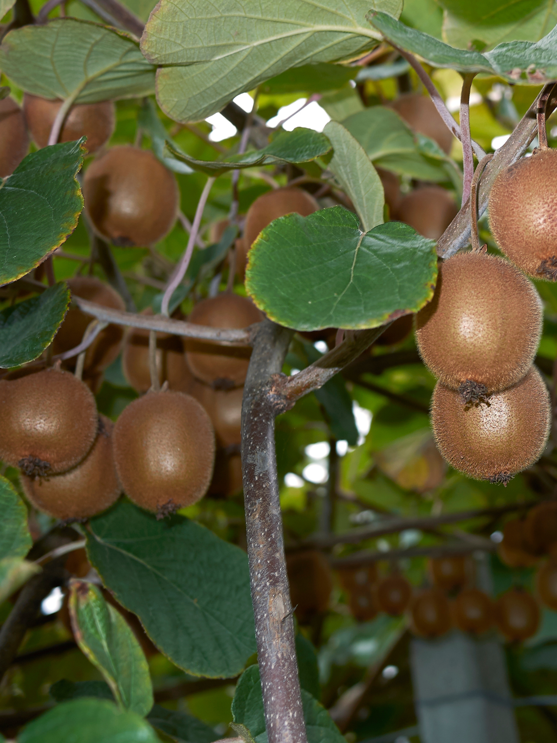 Actinidia deliciosa - Verschiedene Sorten Kiwipflanzen aus Freilandzucht