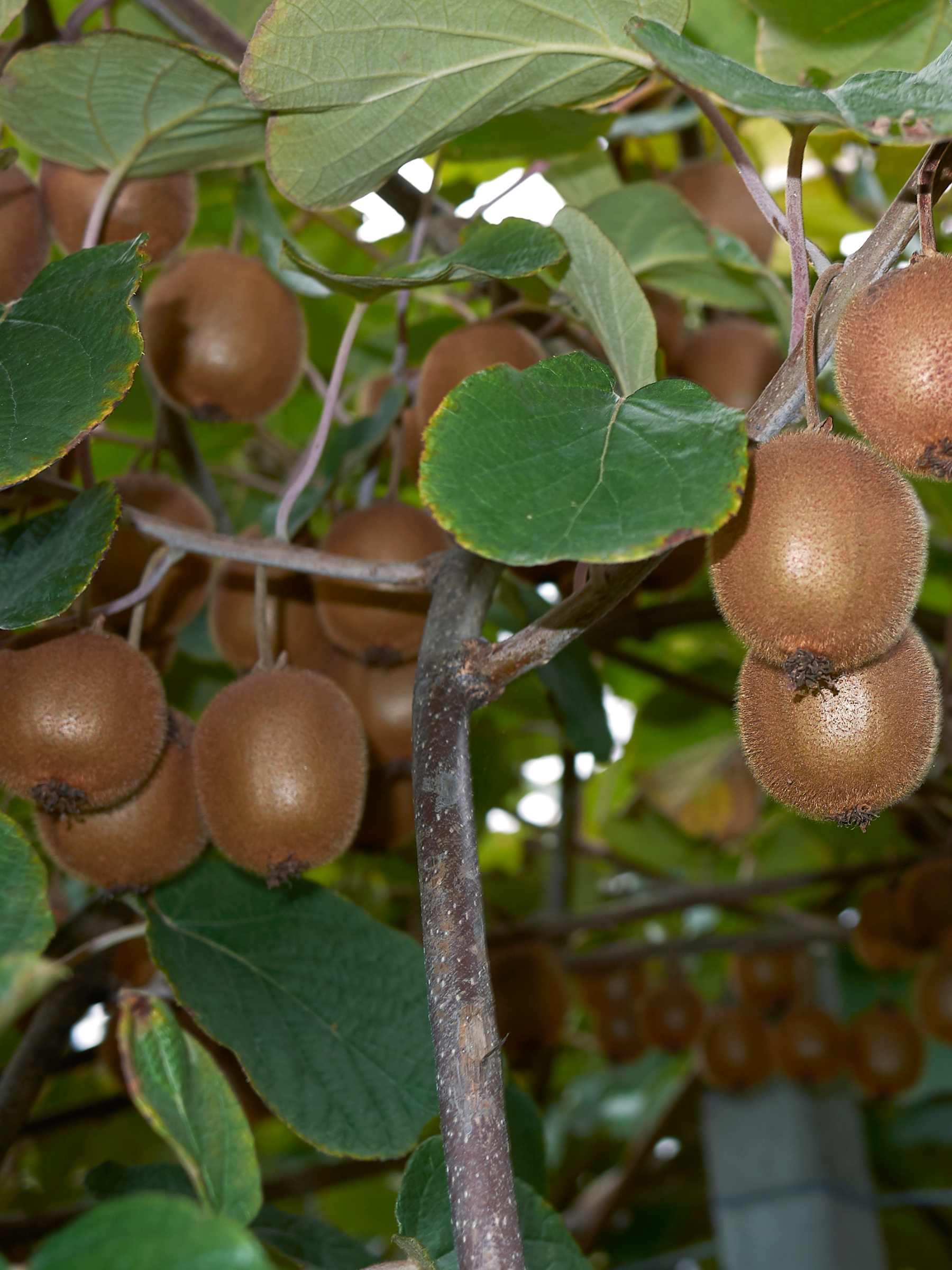 Actinidia deliciosa - Männl. &amp; weibl. Kiwipflanzen