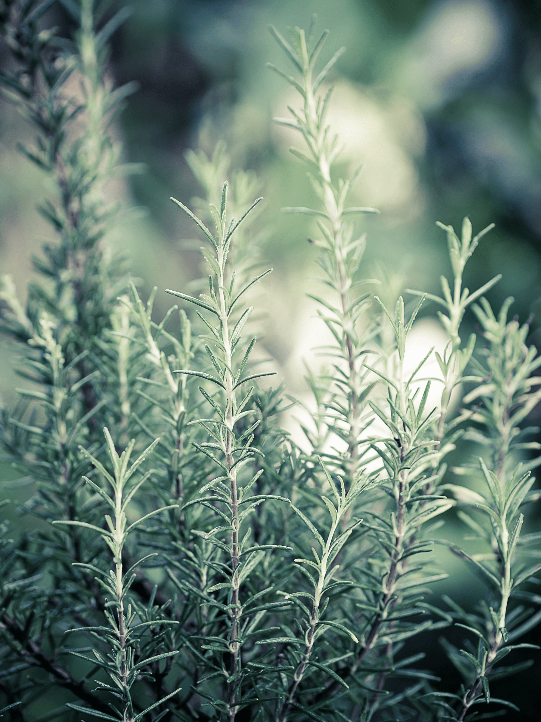 Salvia rosmarinus - Rosmarin