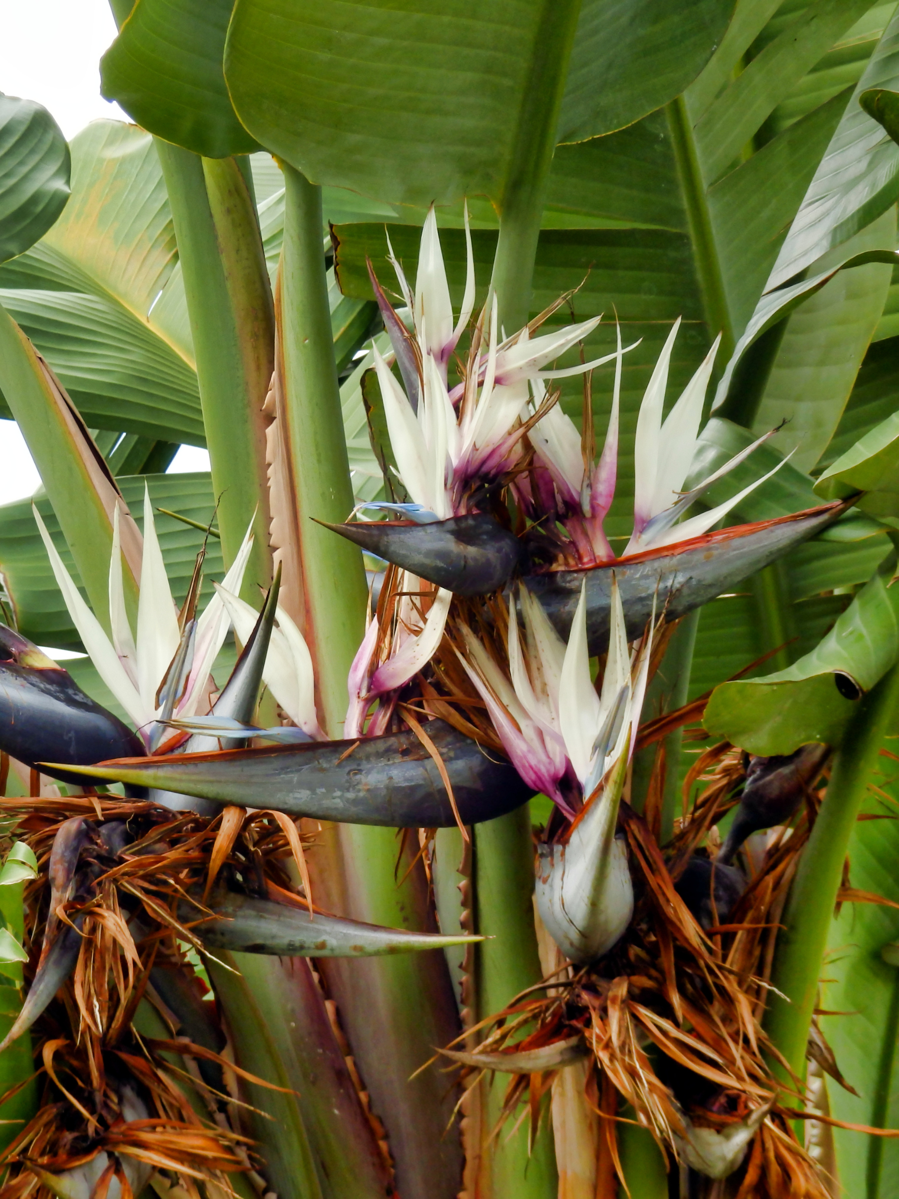 Strelitzia augusta (alba) - Weiẞe Strelitzie