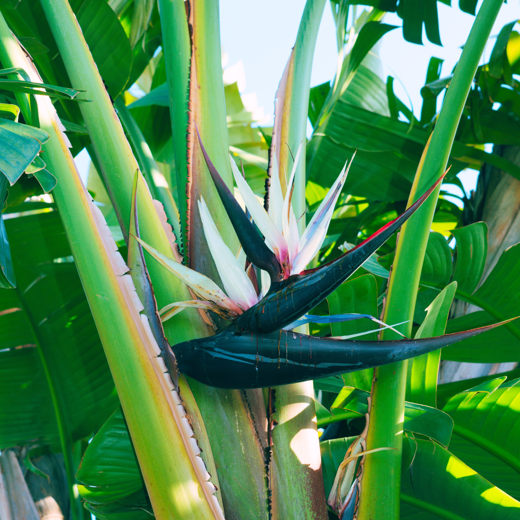 Strelitzia nicolai - Baumstrelitzie