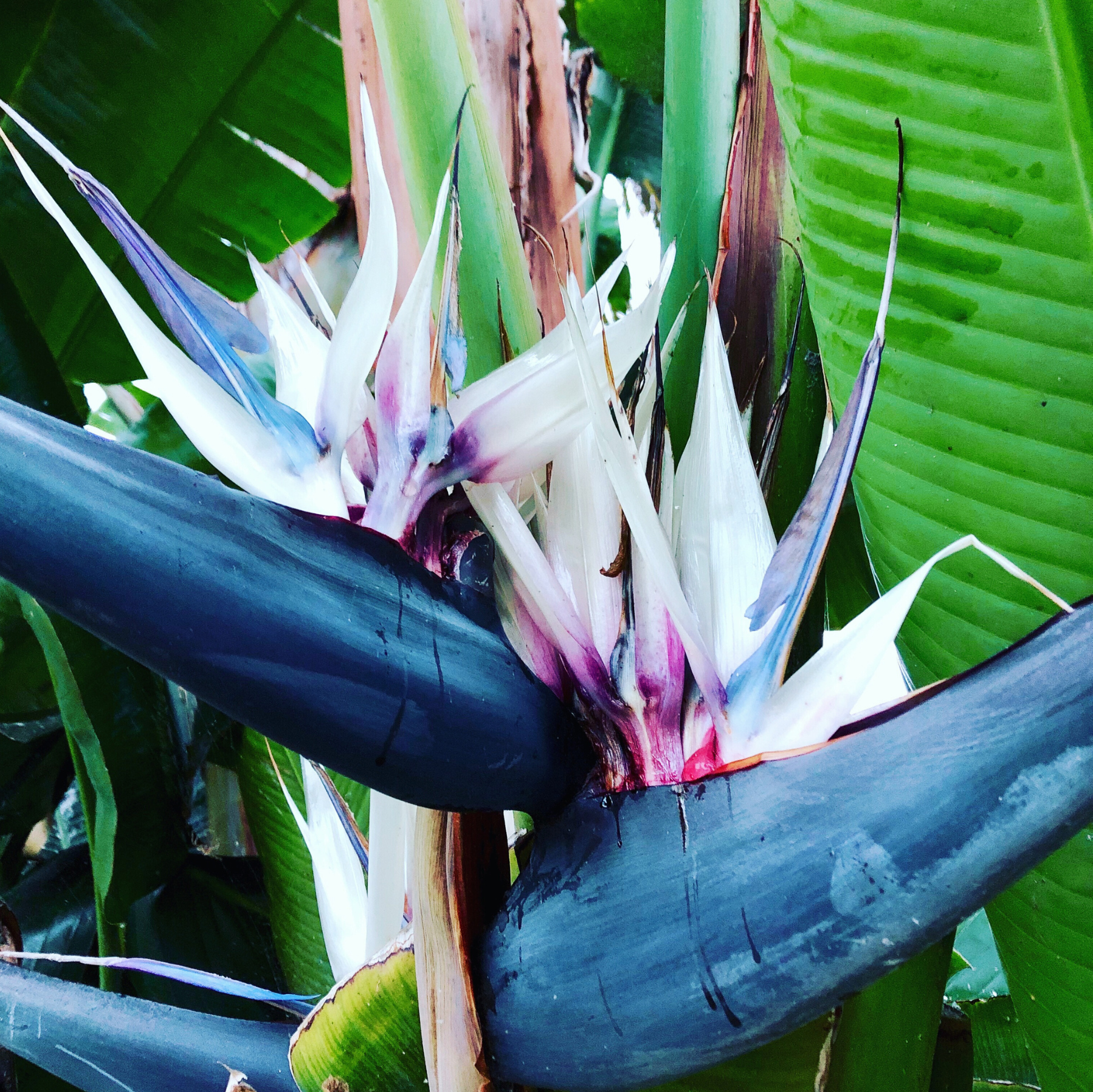 Strelitzia nicolai - Baumstrelitzie