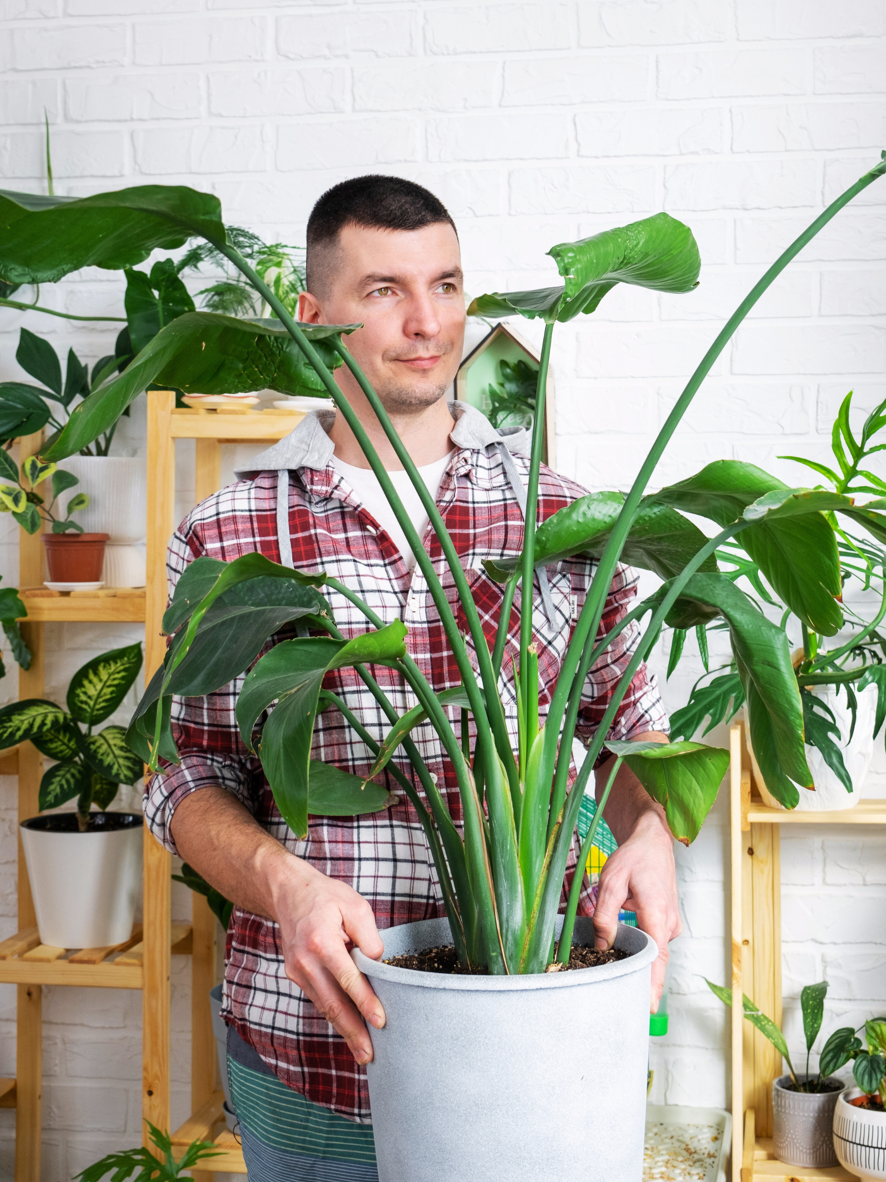 Strelitzia reginae - Paradiesvogelblume