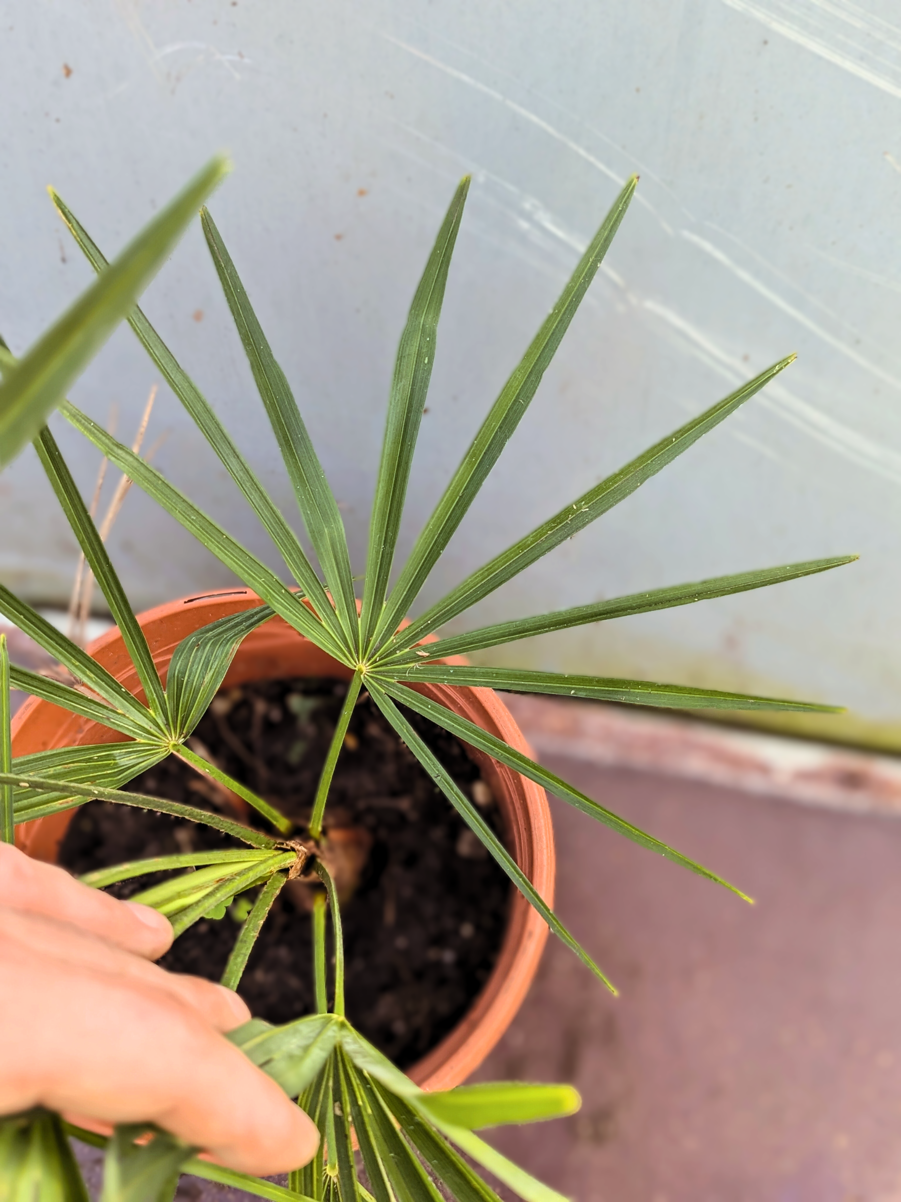 Trachycarpus Fortunei × Nanus - Hybride Hanfpalme