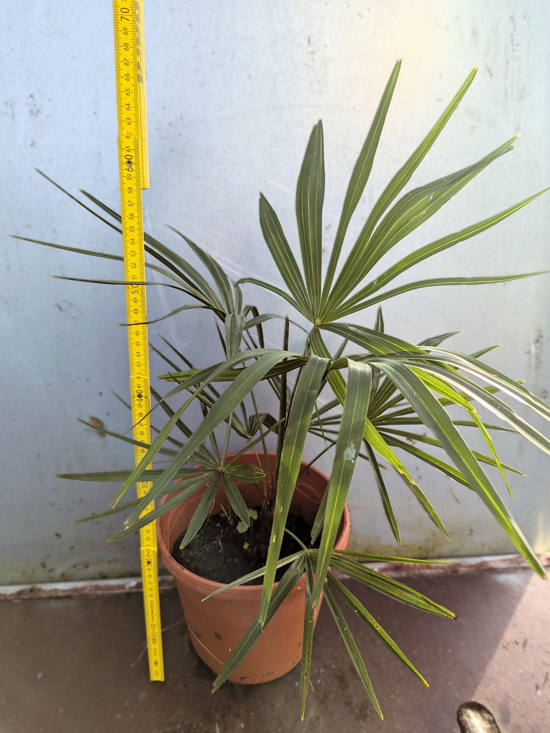 Trachycarpus Fortunei × Nanus - Hybride Hanfpalme