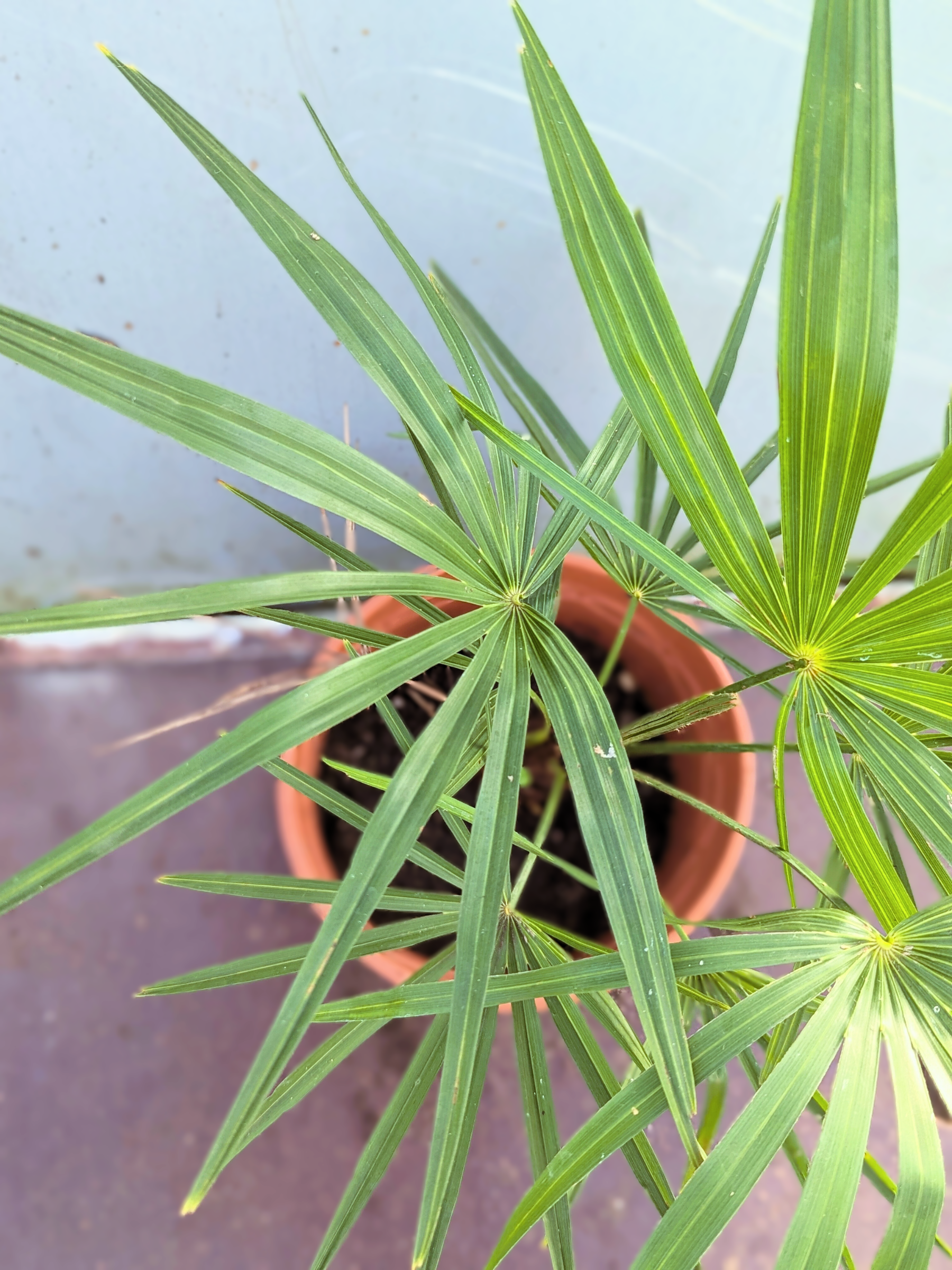 Trachycarpus Fortunei × Nanus - Hybride Hanfpalme