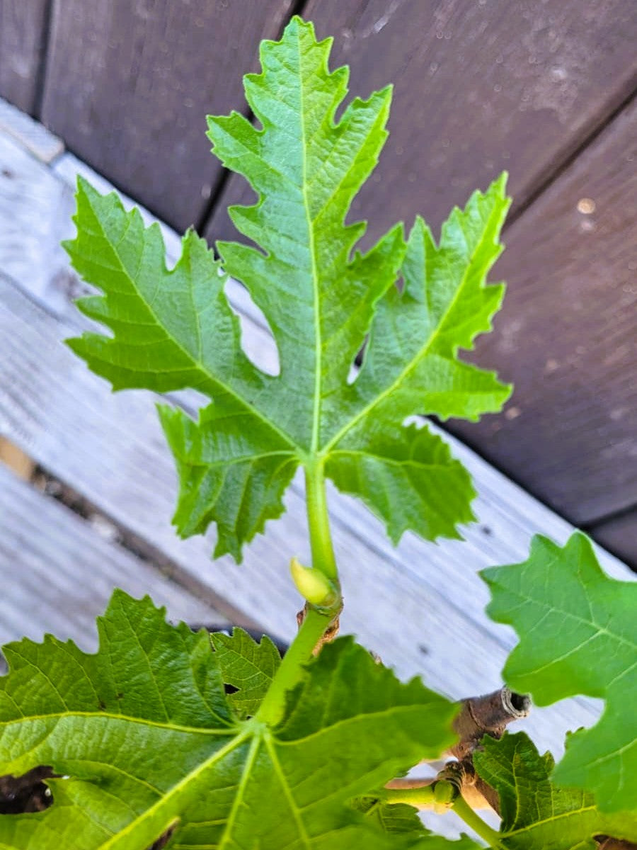 Ficus carica - Echte Feige