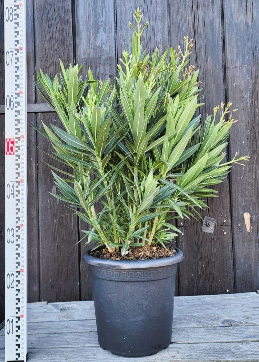 Nerium oleander - Rosenlorbeer aus Freilandzucht