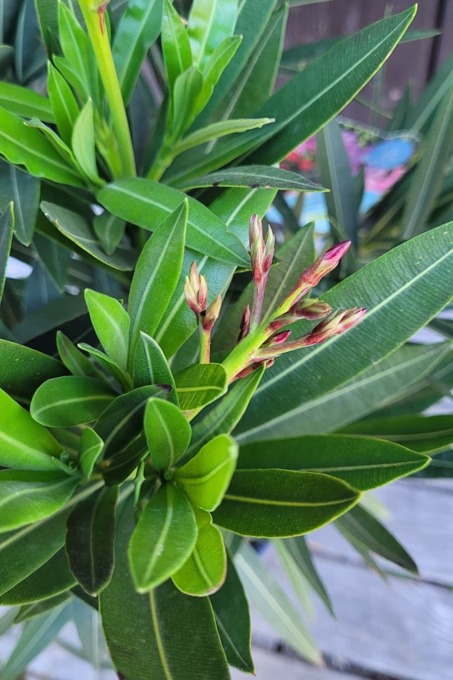Nerium oleander - Rosenlorbeer aus Freilandzucht