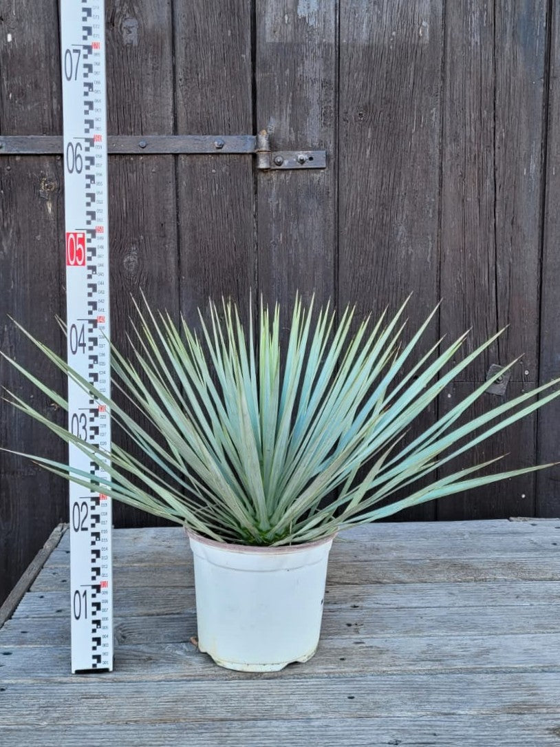Yucca rostrata - Blaublättrige Palmlilie aus Freilandzucht