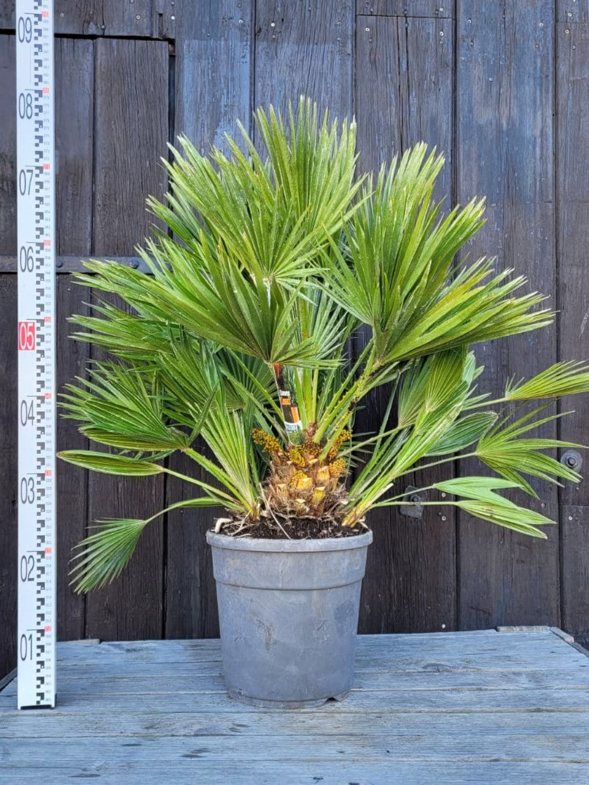 Chamaerops humilis &