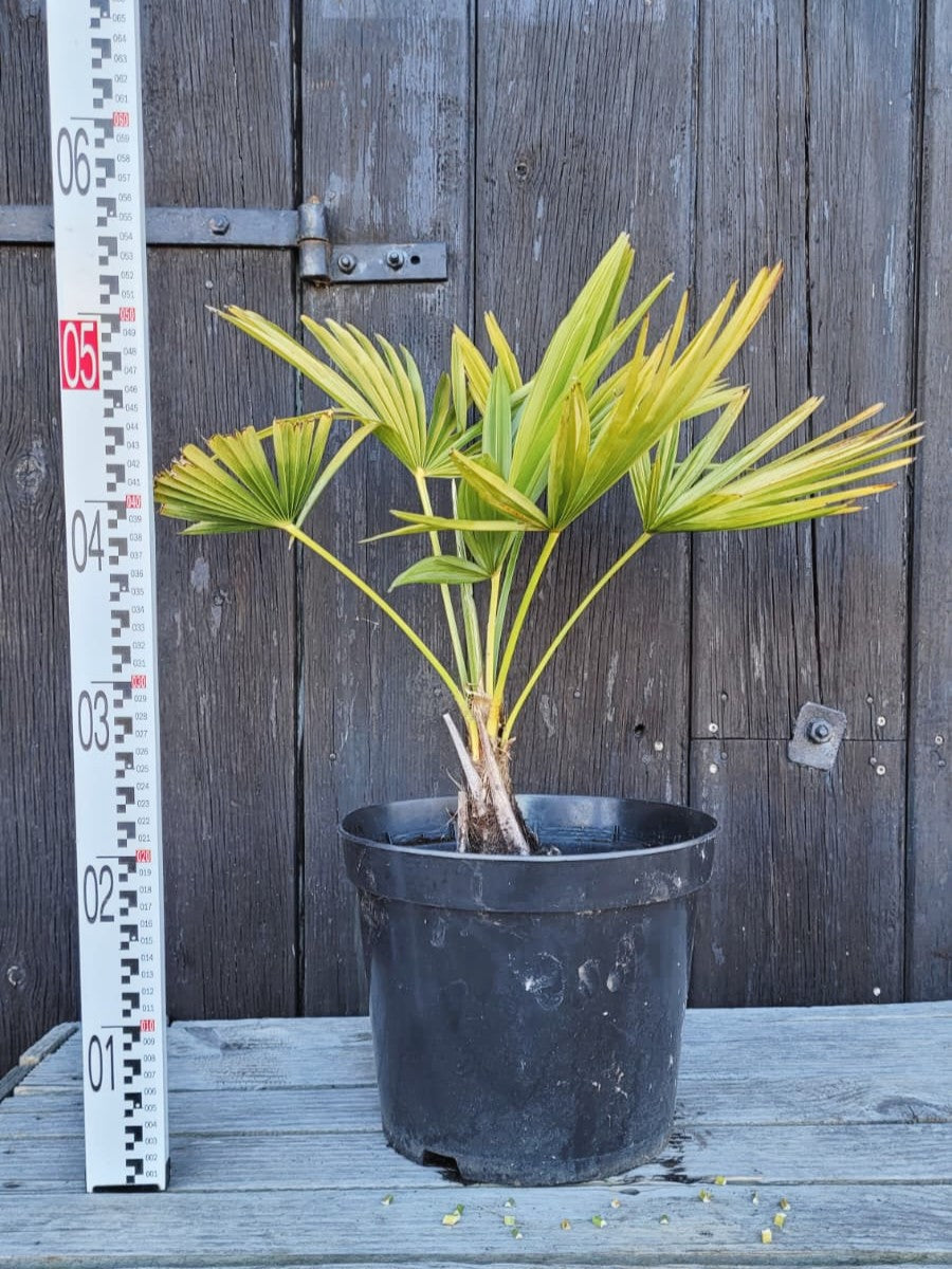 Trachycarpus fortunei - Chinesische Hanfpalme aus Freilandzucht