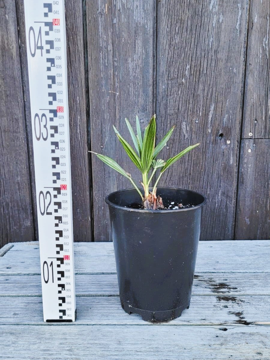 Trachycarpus fortunei - Chinesische Hanfpalme aus Freilandzucht