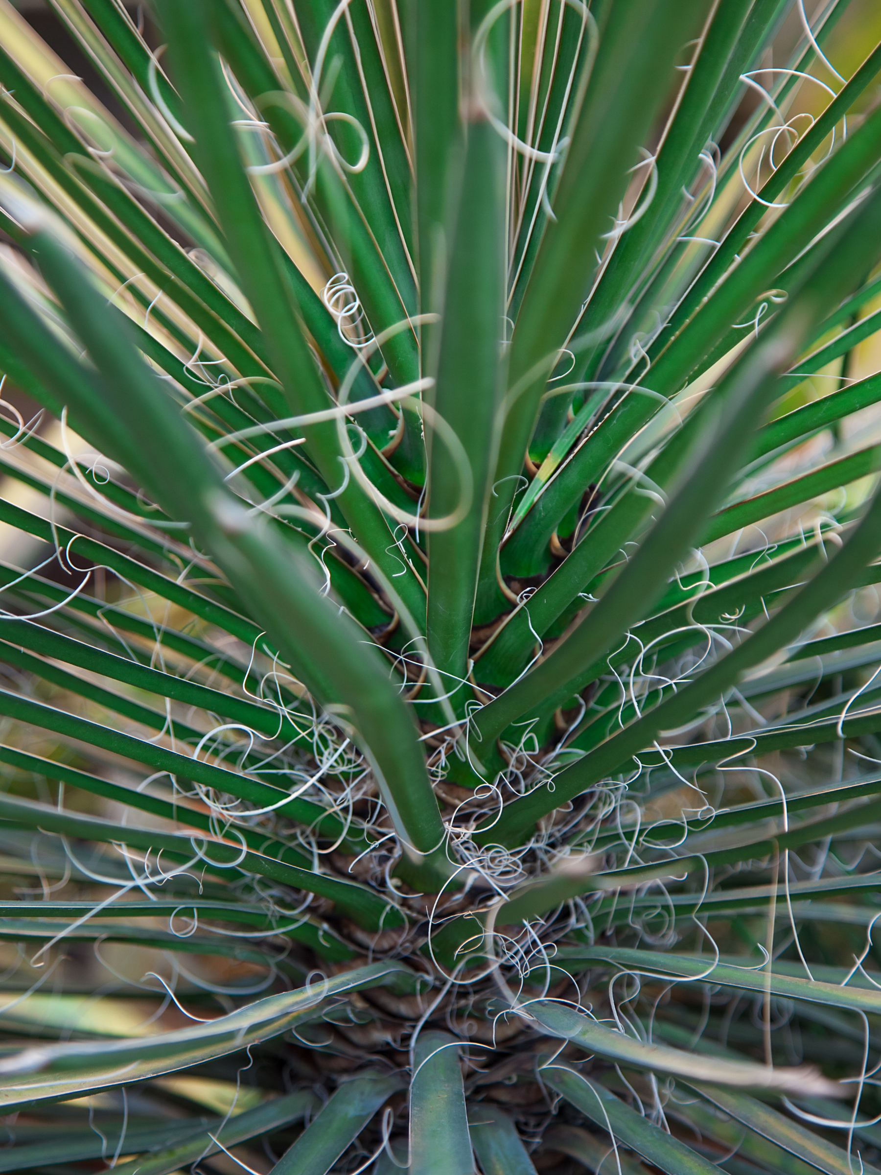 Yucca Filifera - Fadentragenden Palmlilie aus Freilandzucht