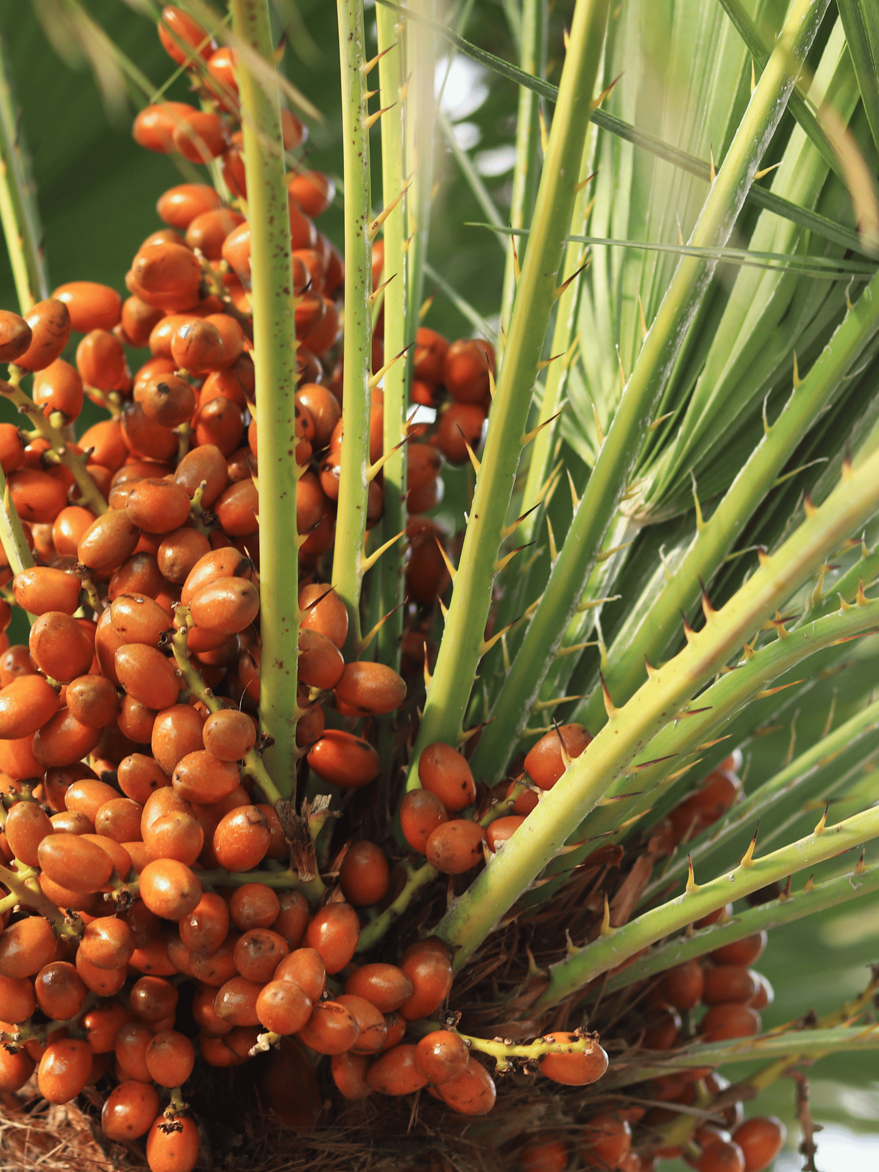 Chamaerops humilis - Europäische Zwergpalme aus Freilandzucht