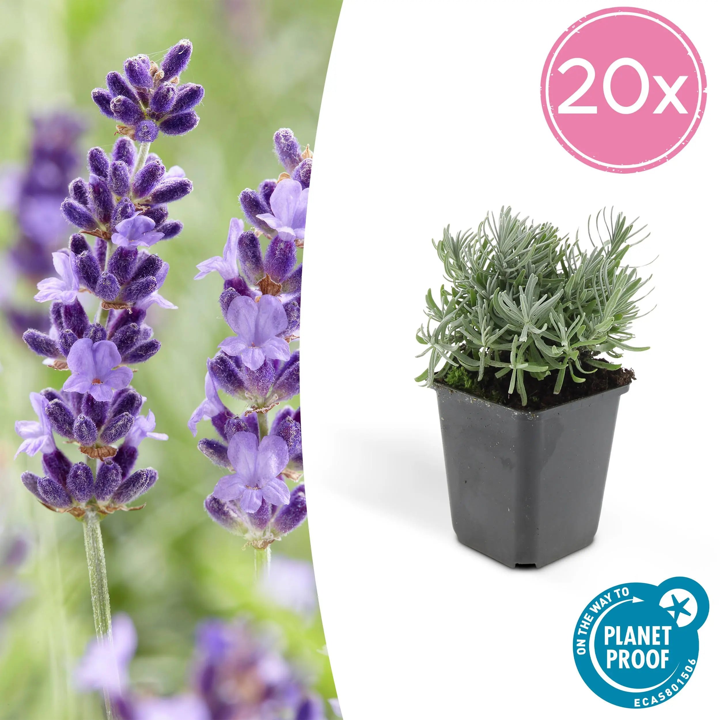 Lavandula - Verschiedene Sorten winterharter Lavendel - Image