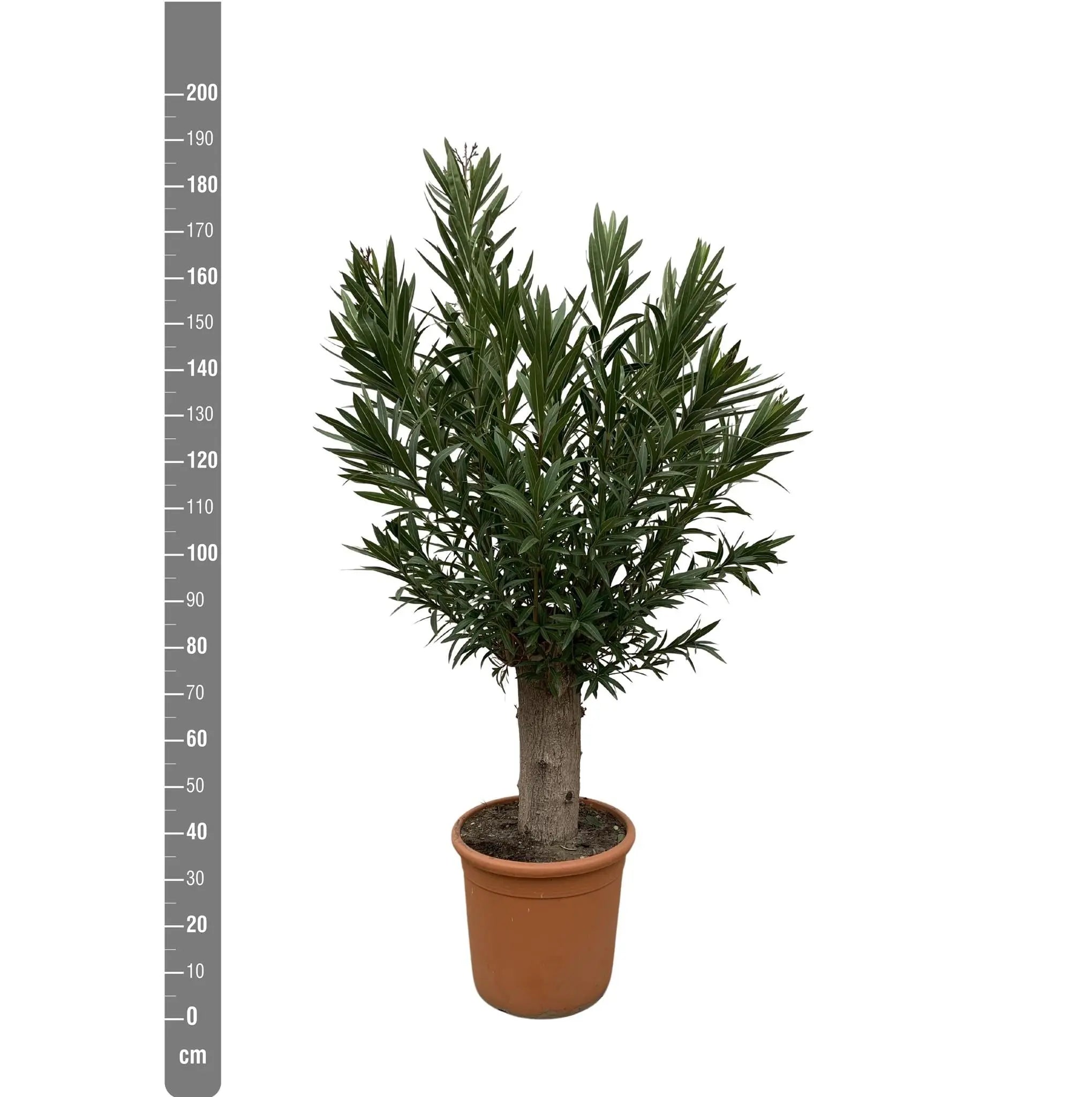 Nerium Oleander - Rosenlorbeer - Image