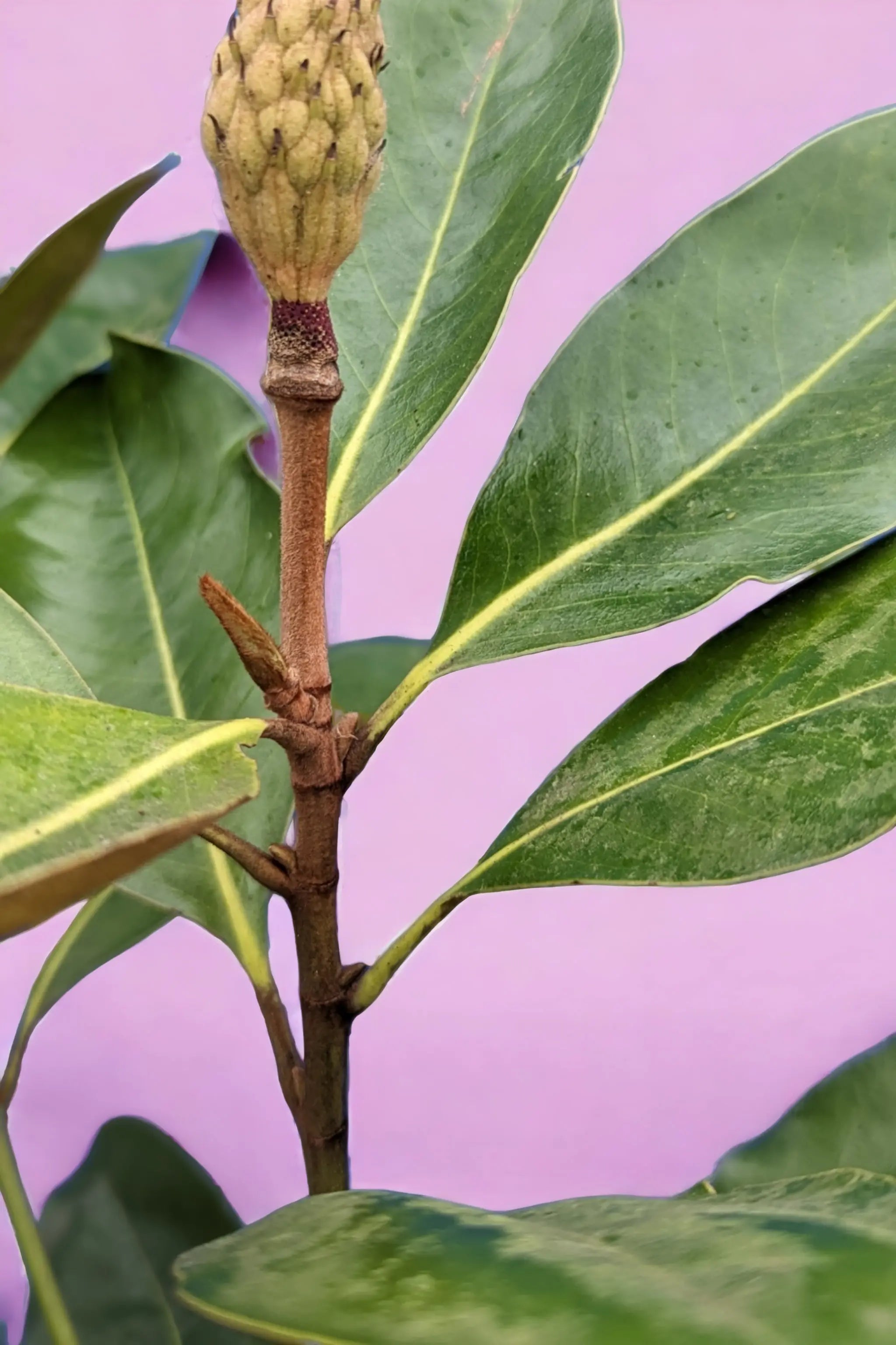 Magnolia grandiflora &