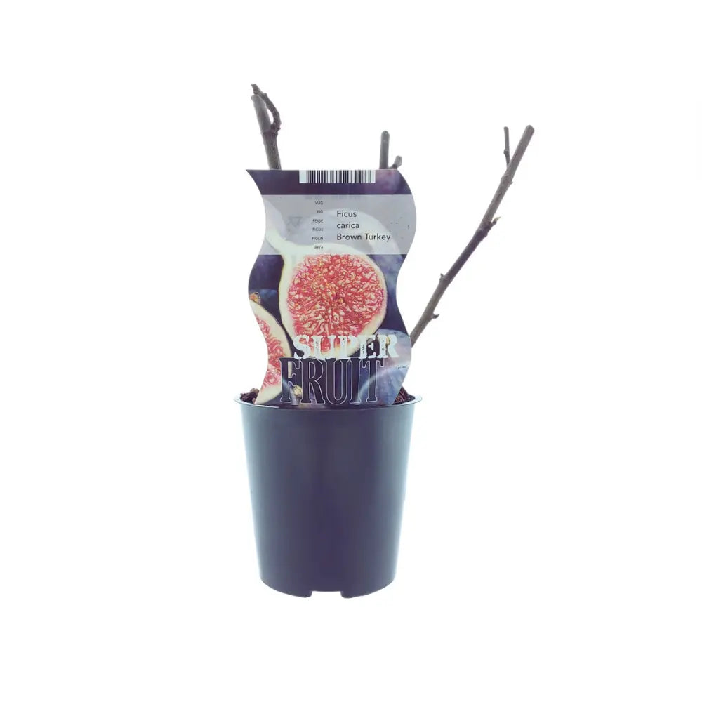 Ficus carica - Winterharte Echte Feige - Image