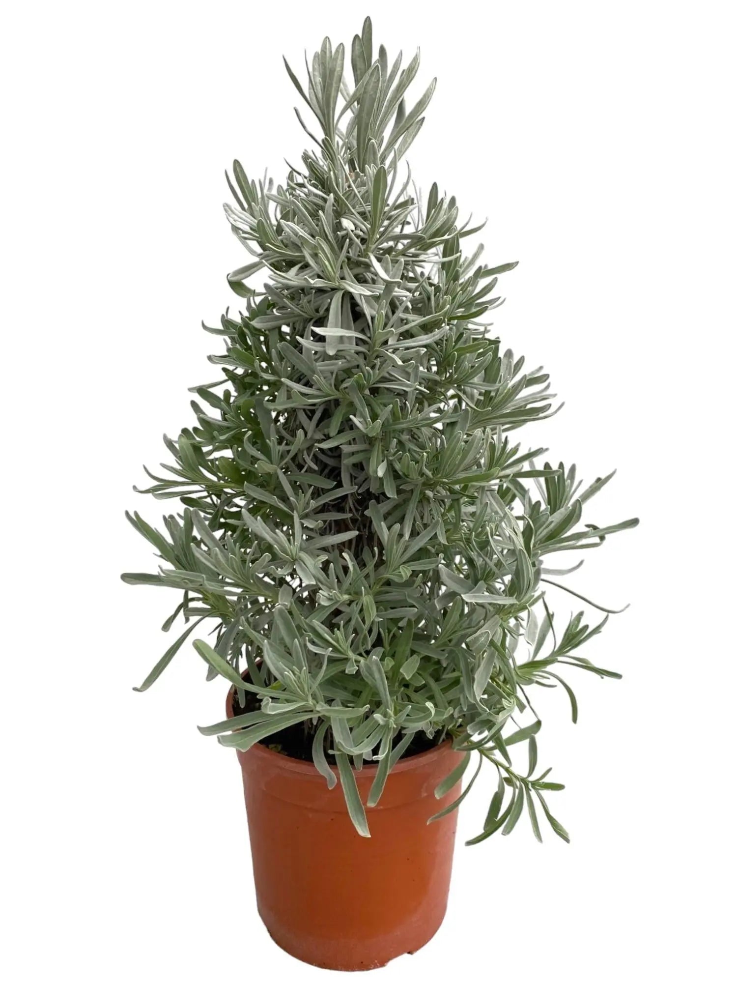 Lavandula - Verschiedene Sorten winterharter Lavendel - Image